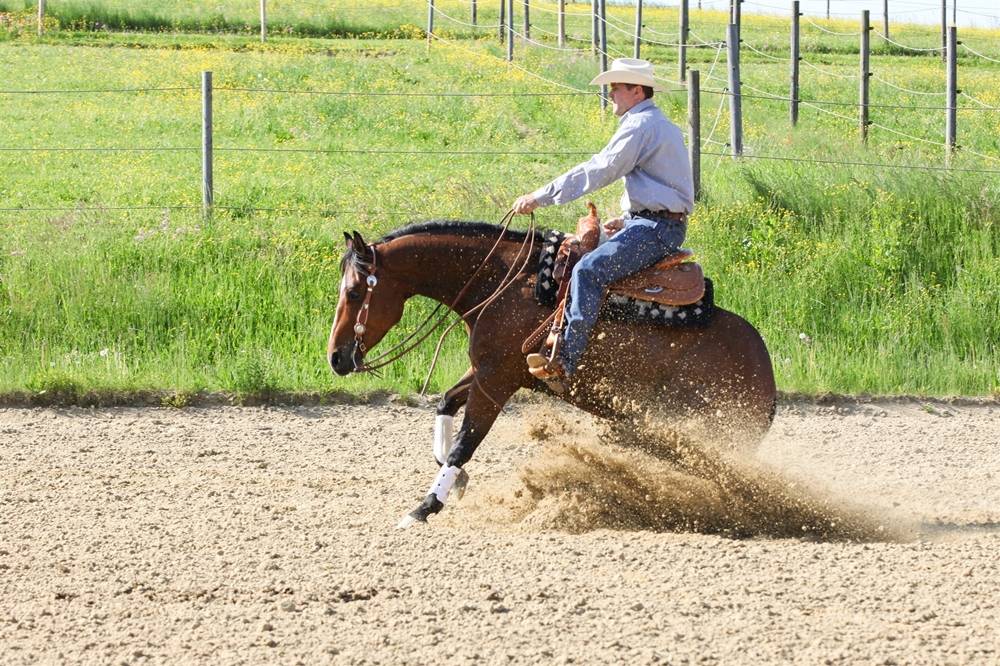 MC Performancehorses - Christian Mantler