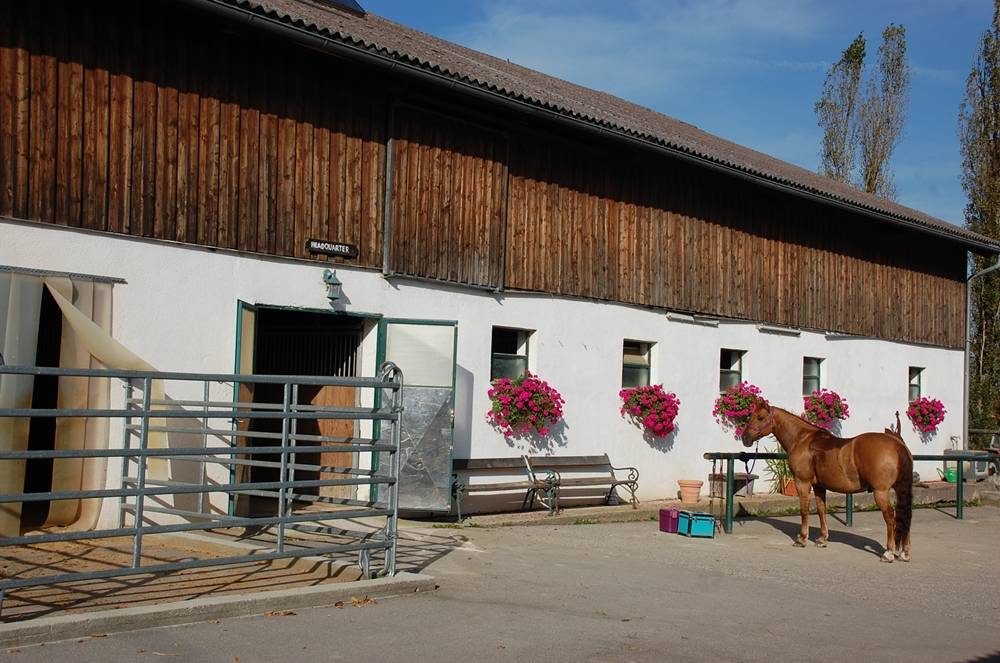 MC Performancehorses - Christian Mantler