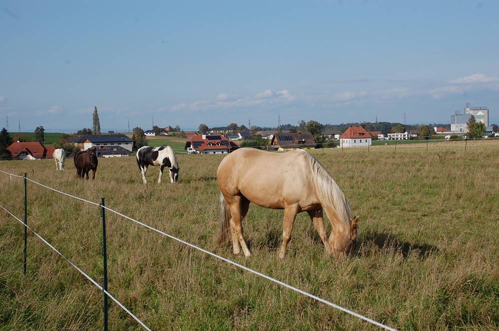 MC Performancehorses - Christian Mantler